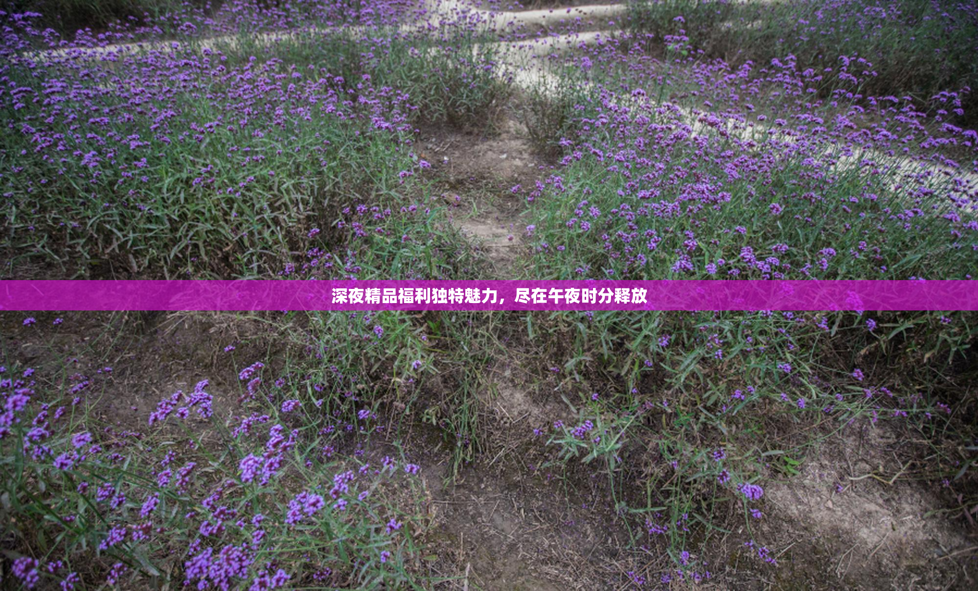 深夜精品福利独特魅力，尽在午夜时分释放