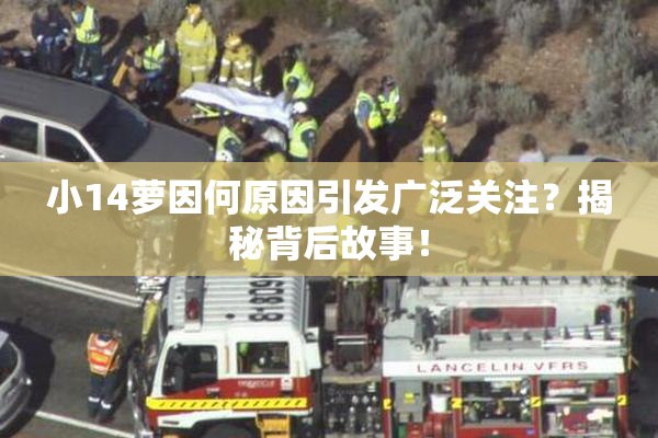小14萝因何原因引发广泛关注？揭秘背后故事！