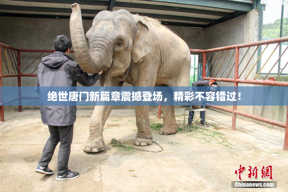 绝世唐门新篇章震撼登场，精彩不容错过！
