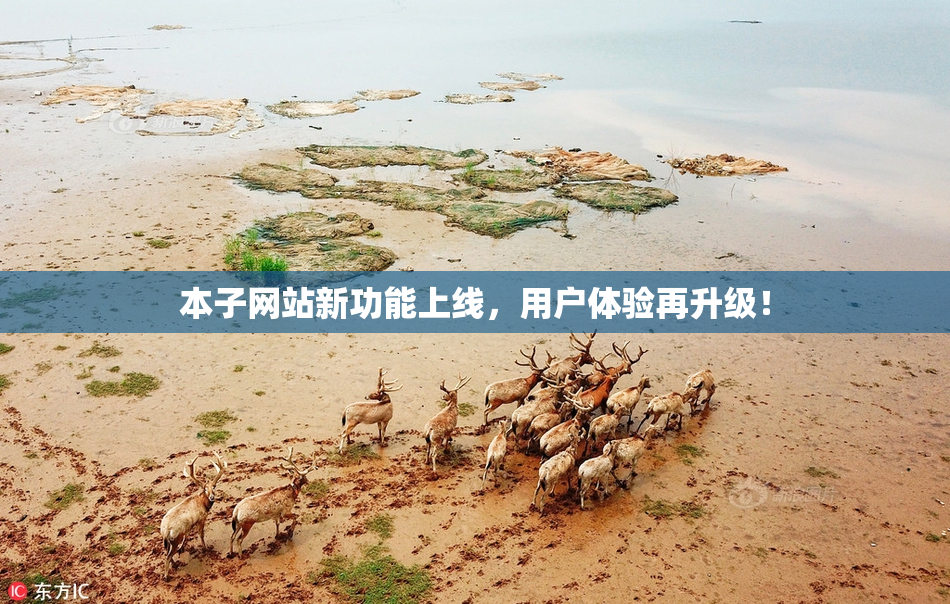 本子网站新功能上线，用户体验再升级！