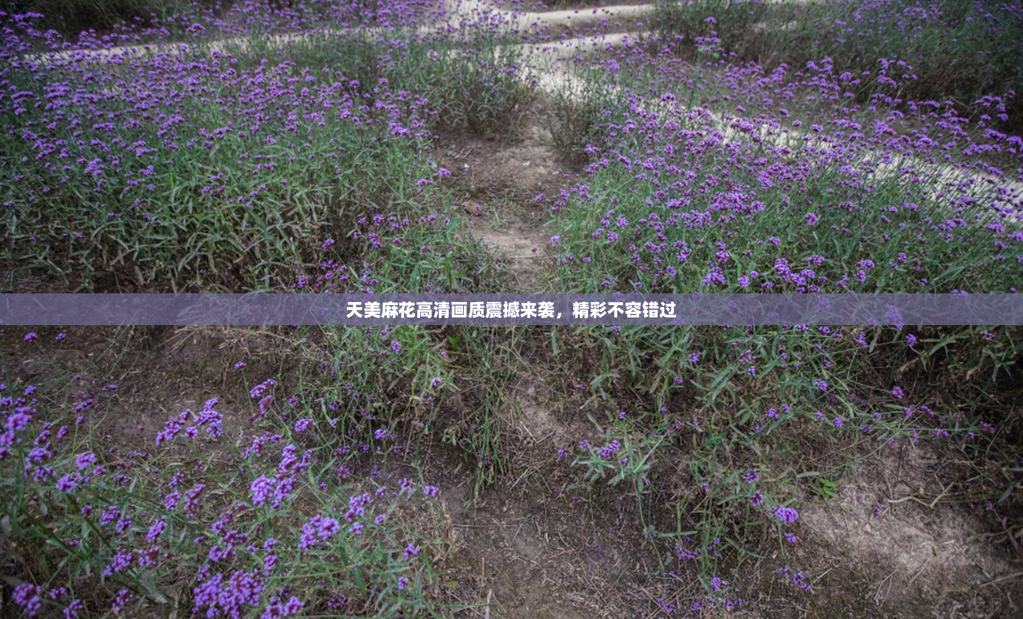 天美麻花高清画质震撼来袭，精彩不容错过