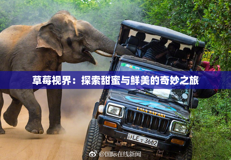 草莓视界：探索甜蜜与鲜美的奇妙之旅