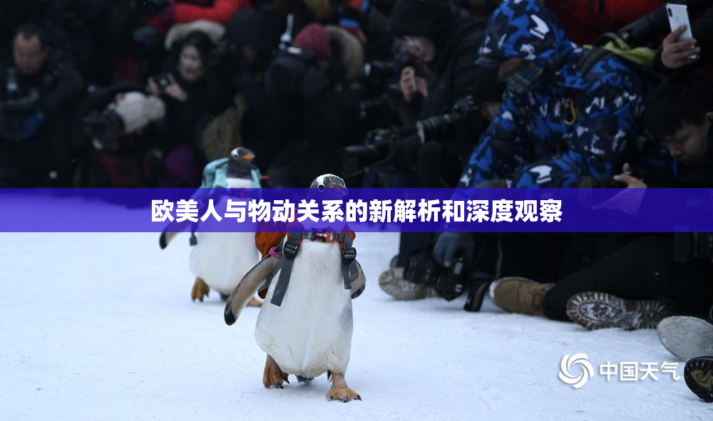 欧美人与物动关系的新解析和深度观察