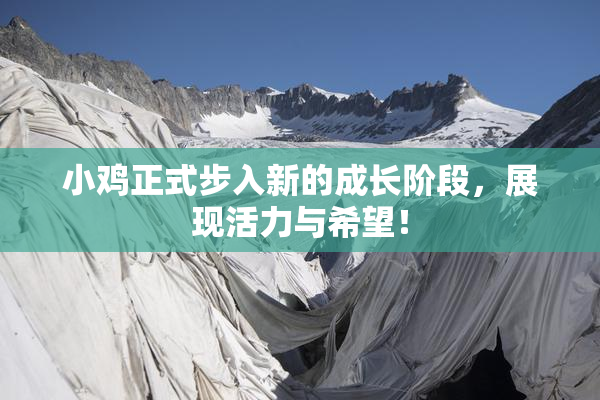 小鸡正式步入新的成长阶段，展现活力与希望！