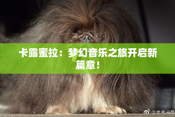 卡露蜜拉：梦幻音乐之旅开启新篇章！