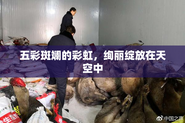 五彩斑斓的彩虹，绚丽绽放在天空中