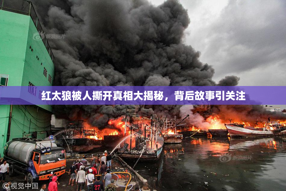 红太狼被人撕开真相大揭秘，背后故事引关注