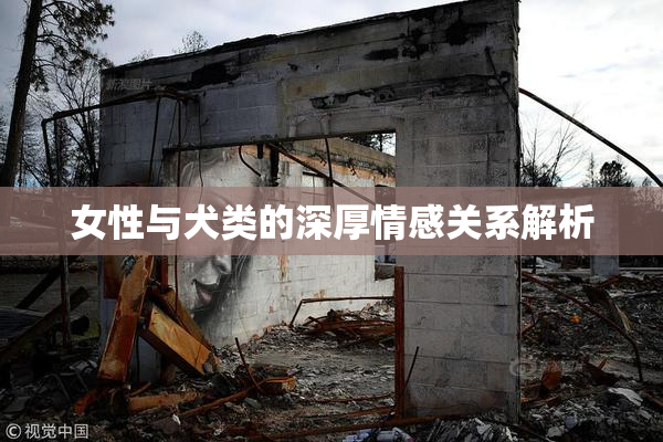 女性与犬类的深厚情感关系解析