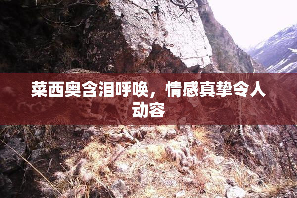 菜西奥含泪呼唤，情感真挚令人动容