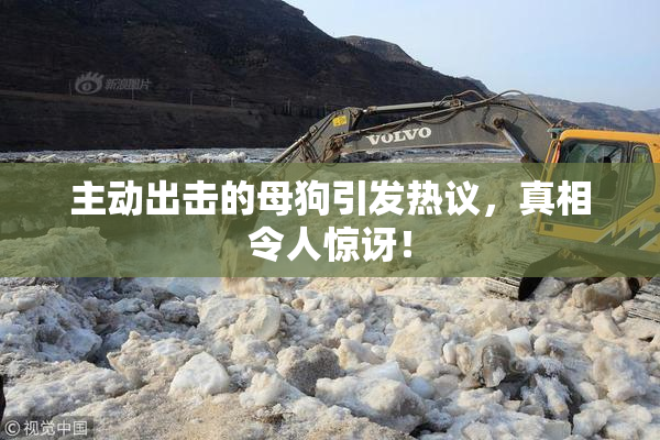 主动出击的母狗引发热议，真相令人惊讶！