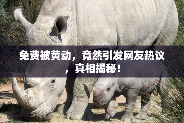 免费被黄动，竟然引发网友热议，真相揭秘！