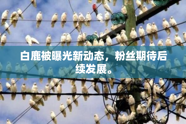 白鹿被曝光新动态，粉丝期待后续发展。