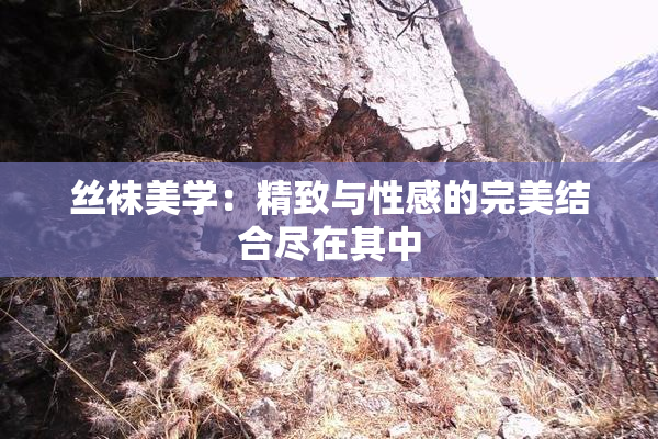 丝袜美学：精致与性感的完美结合尽在其中