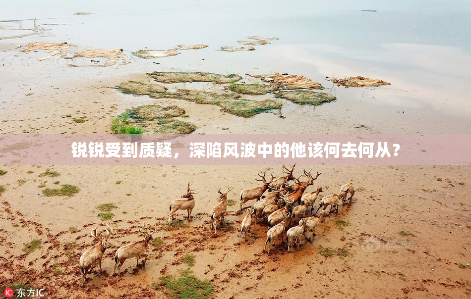 锐锐受到质疑，深陷风波中的他该何去何从？