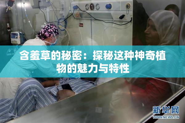 含羞草的秘密：探秘这种神奇植物的魅力与特性