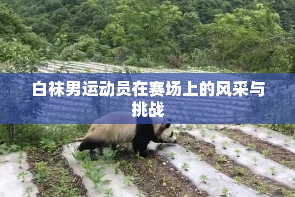 白袜男运动员在赛场上的风采与挑战