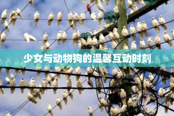 少女与动物狗的温馨互动时刻