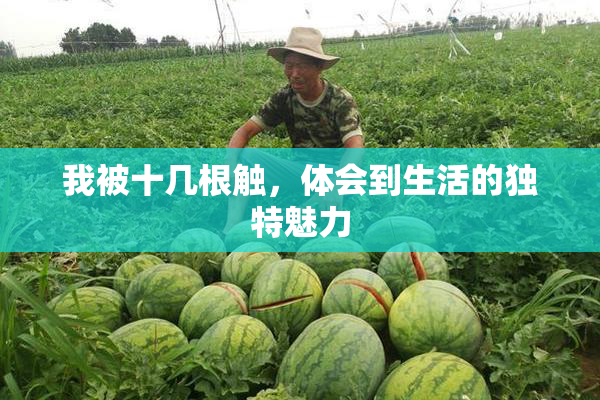 我被十几根触，体会到生活的独特魅力