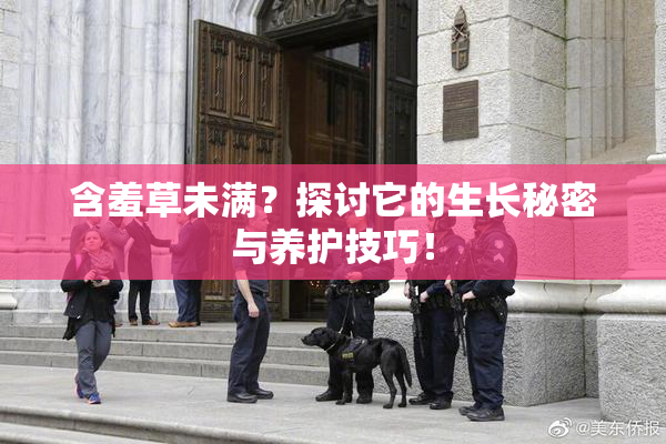含羞草未满？探讨它的生长秘密与养护技巧！