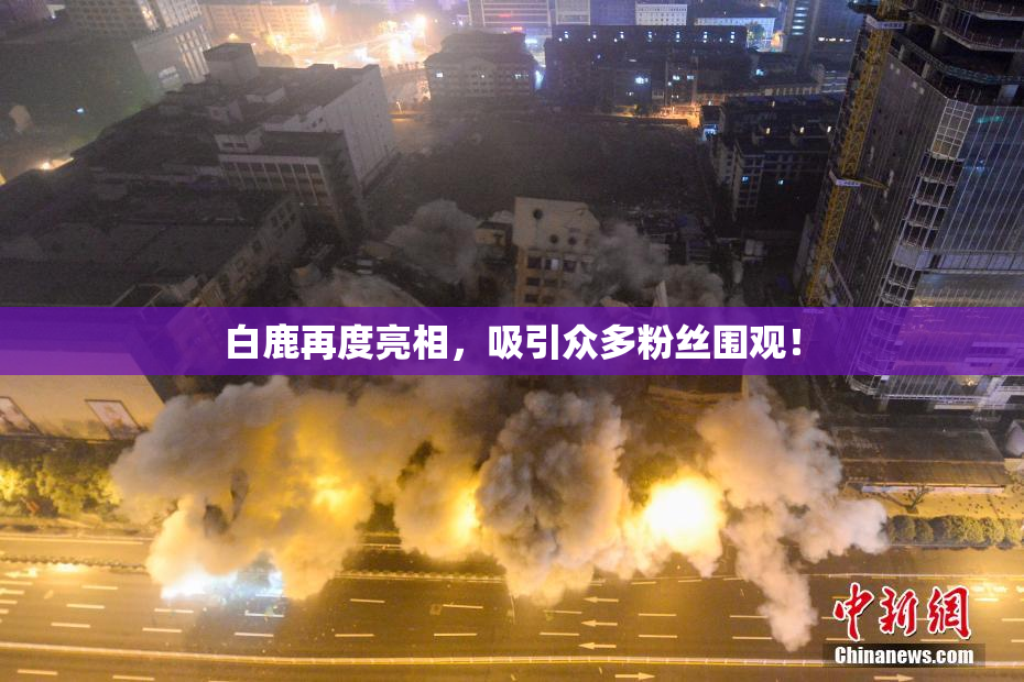 白鹿再度亮相，吸引众多粉丝围观！
