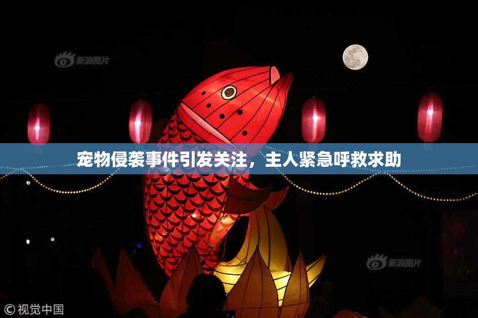 宠物侵袭事件引发关注，主人紧急呼救求助