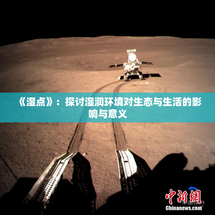 《湿点》：探讨湿润环境对生态与生活的影响与意义