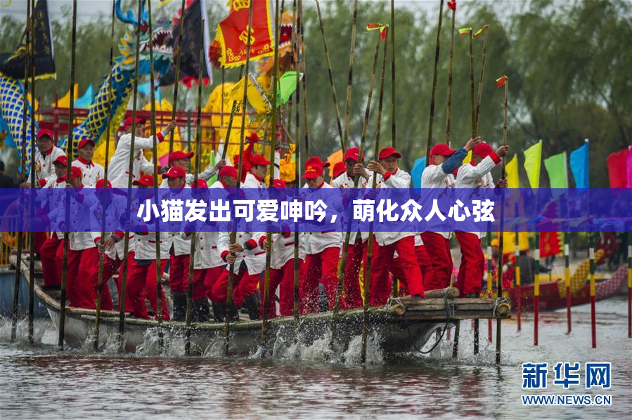 小猫发出可爱呻吟，萌化众人心弦