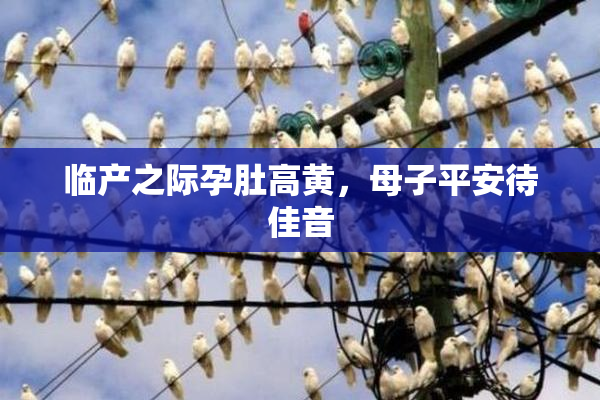 临产之际孕肚高黄，母子平安待佳音