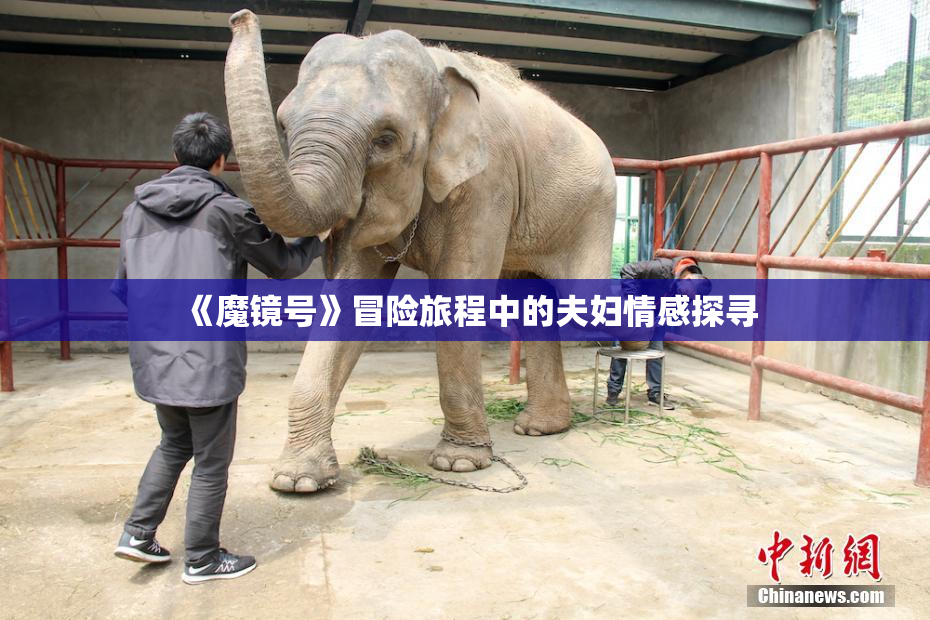《魔镜号》冒险旅程中的夫妇情感探寻