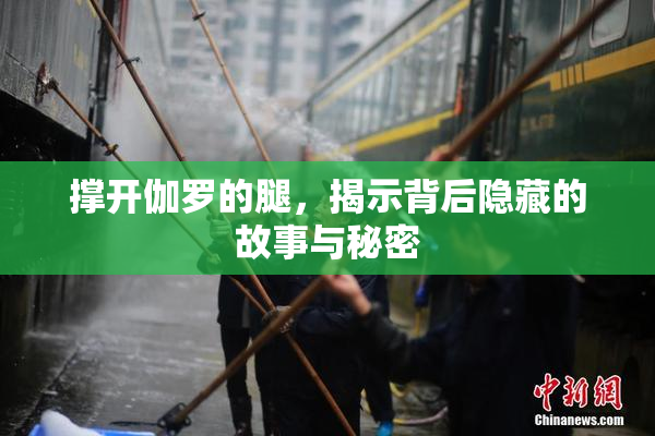 撑开伽罗的腿，揭示背后隐藏的故事与秘密