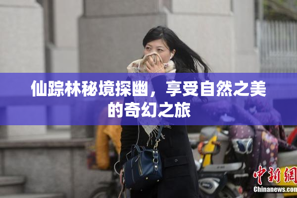 仙踪林秘境探幽，享受自然之美的奇幻之旅
