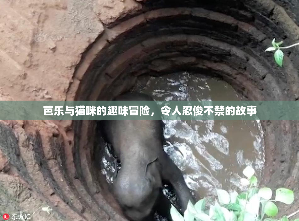 芭乐与猫咪的趣味冒险，令人忍俊不禁的故事