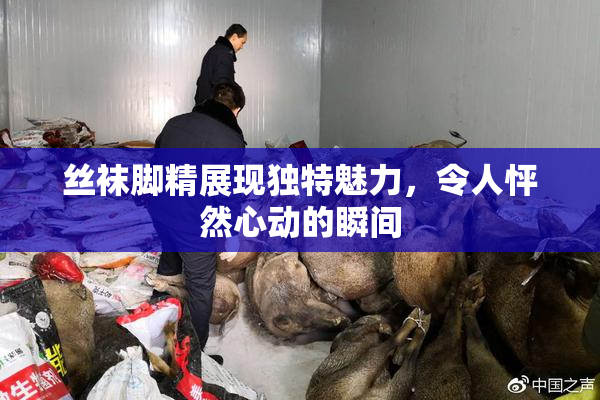丝袜脚精展现独特魅力，令人怦然心动的瞬间