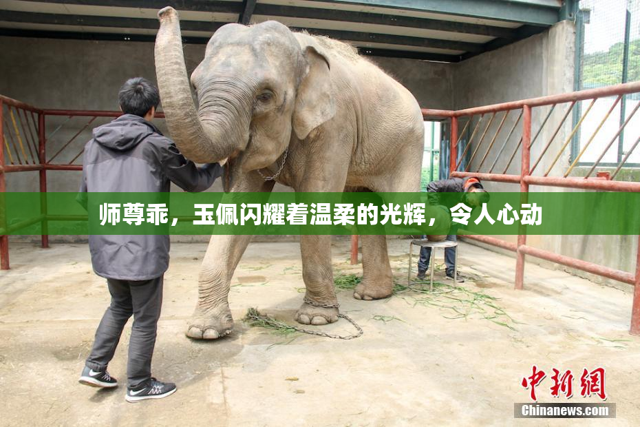 师尊乖，玉佩闪耀着温柔的光辉，令人心动