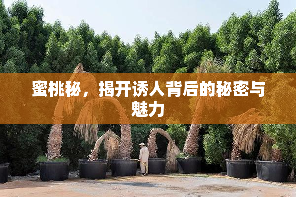 蜜桃秘，揭开诱人背后的秘密与魅力