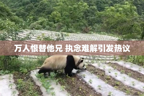 万人恨替他兄 执念难解引发热议