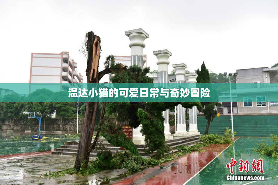 温达小猫的可爱日常与奇妙冒险