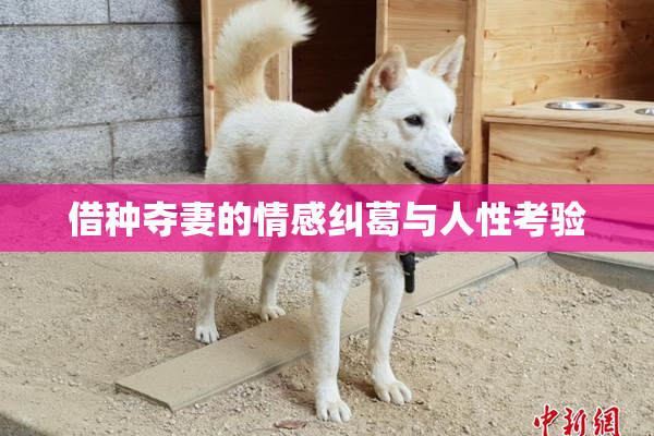 借种夺妻的情感纠葛与人性考验