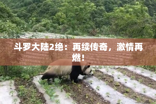 斗罗大陆2绝：再续传奇，激情再燃！