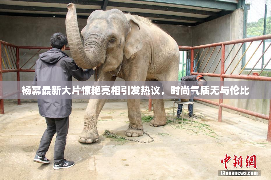 杨幂最新大片惊艳亮相引发热议，时尚气质无与伦比