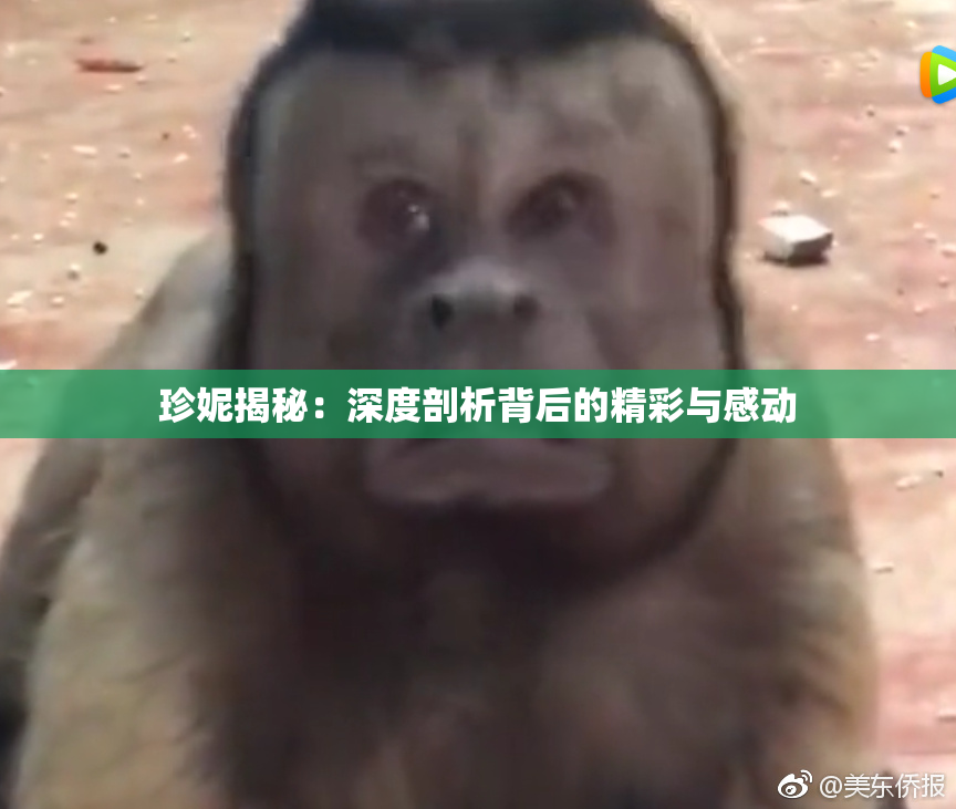 珍妮揭秘：深度剖析背后的精彩与感动