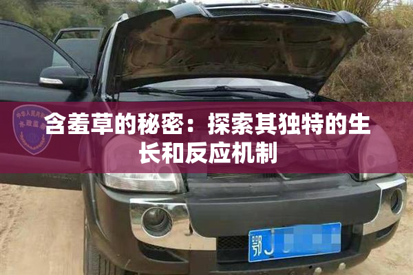 含羞草的秘密：探索其独特的生长和反应机制