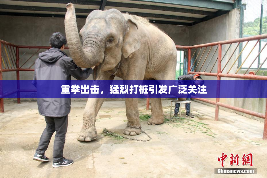 重拳出击，猛烈打桩引发广泛关注