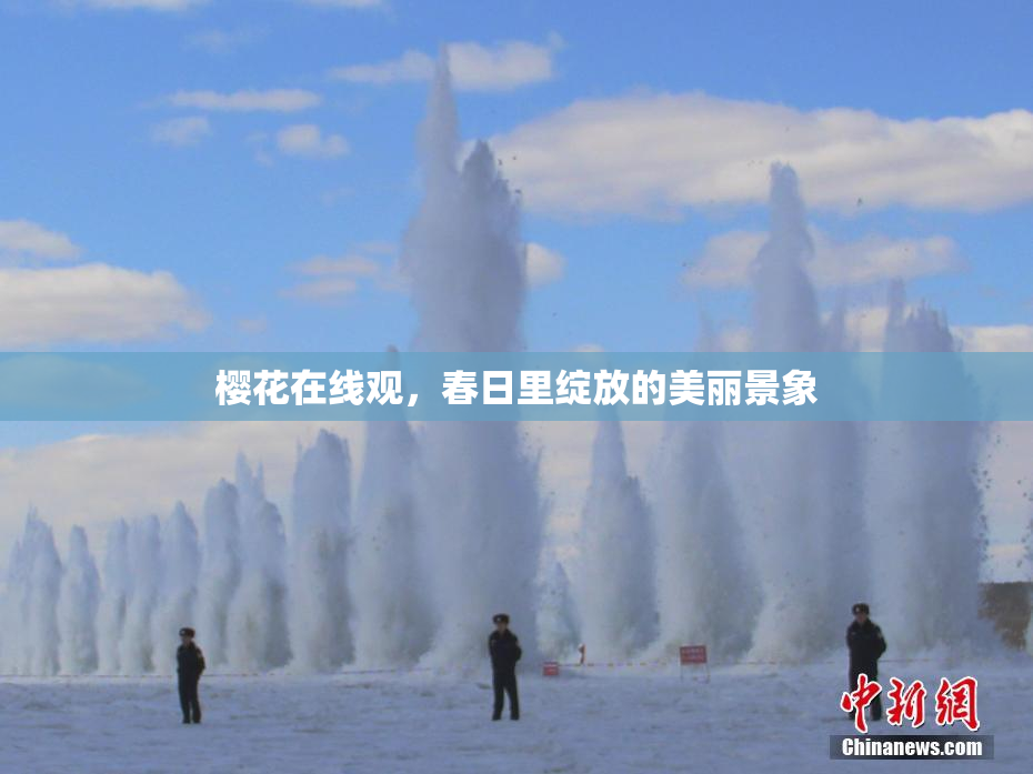樱花在线观，春日里绽放的美丽景象