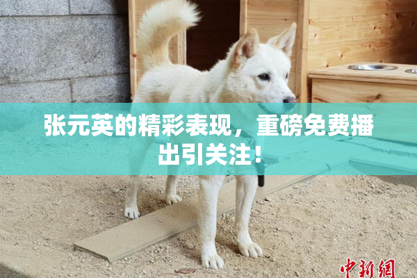 张元英的精彩表现，重磅免费播出引关注！