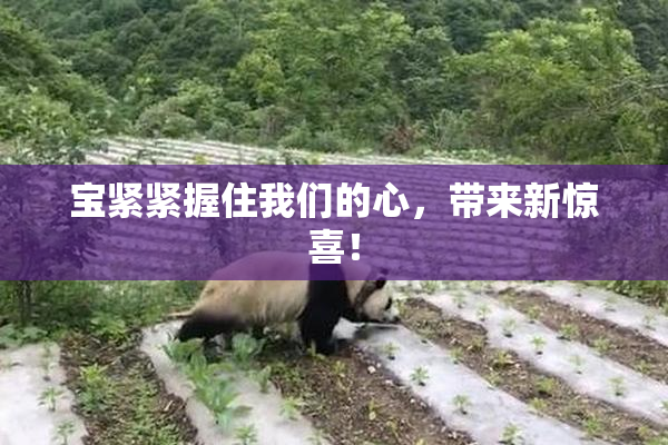 宝紧紧握住我们的心，带来新惊喜！