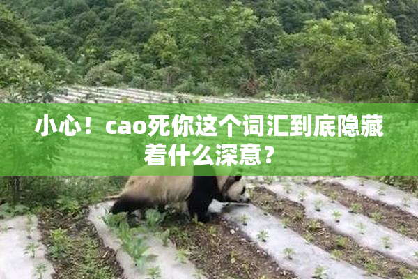 小心！cao死你这个词汇到底隐藏着什么深意？