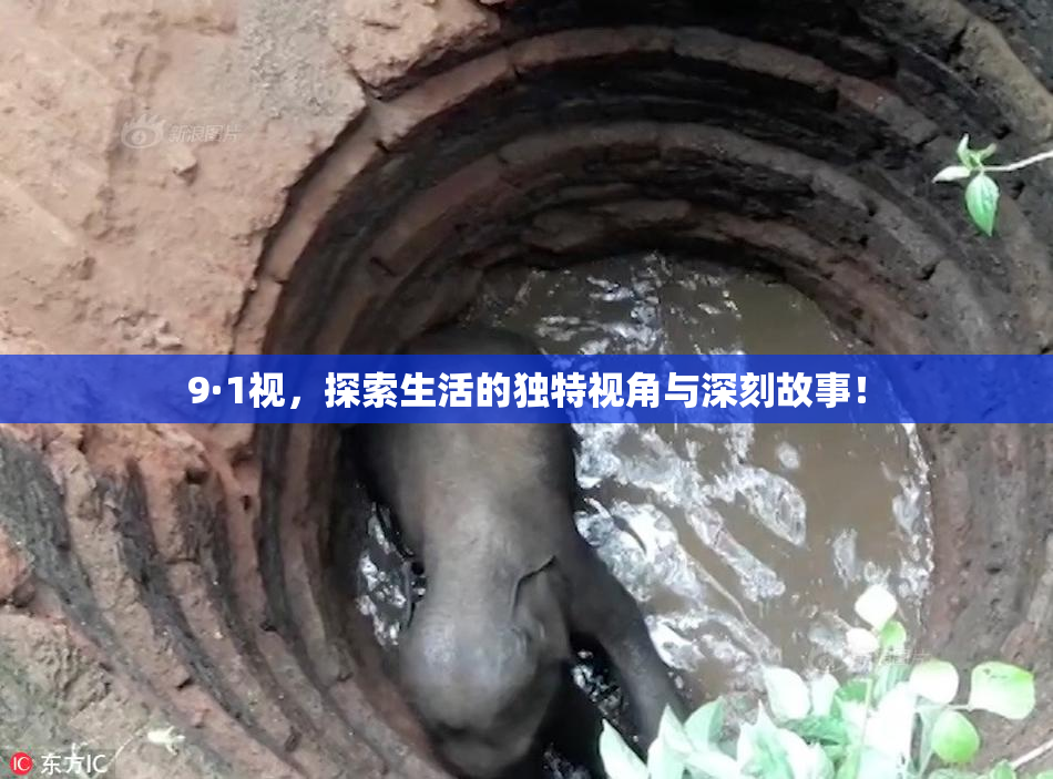9·1视，探索生活的独特视角与深刻故事！