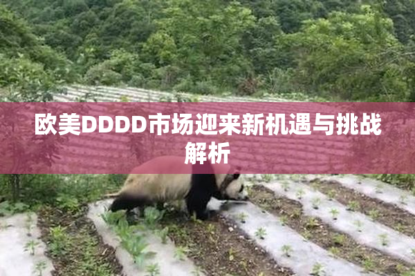 欧美DDDD市场迎来新机遇与挑战解析