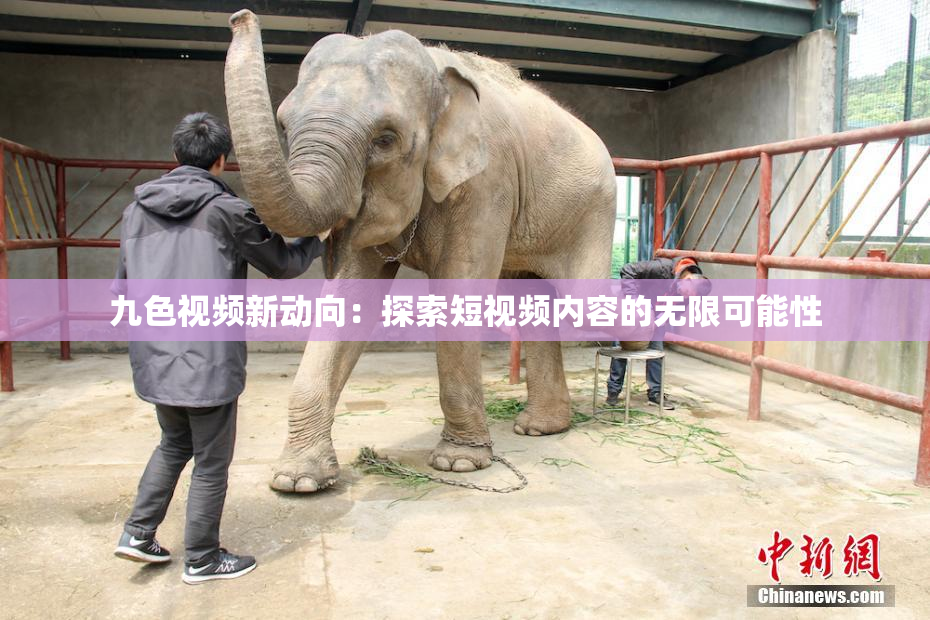 九色视频新动向：探索短视频内容的无限可能性